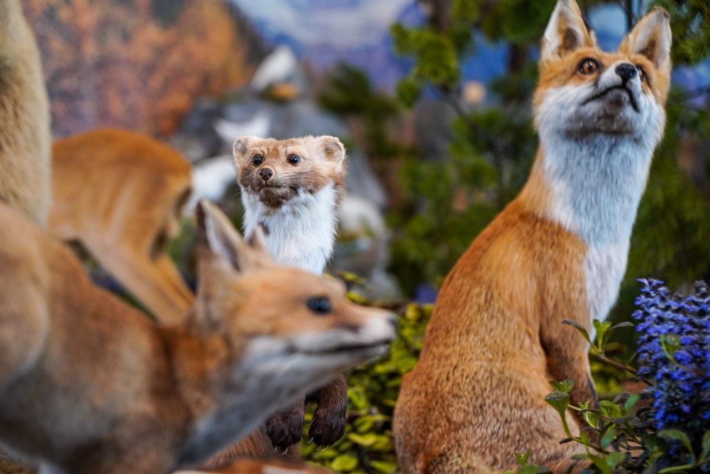 Diorama a Caccia Pesca Natura