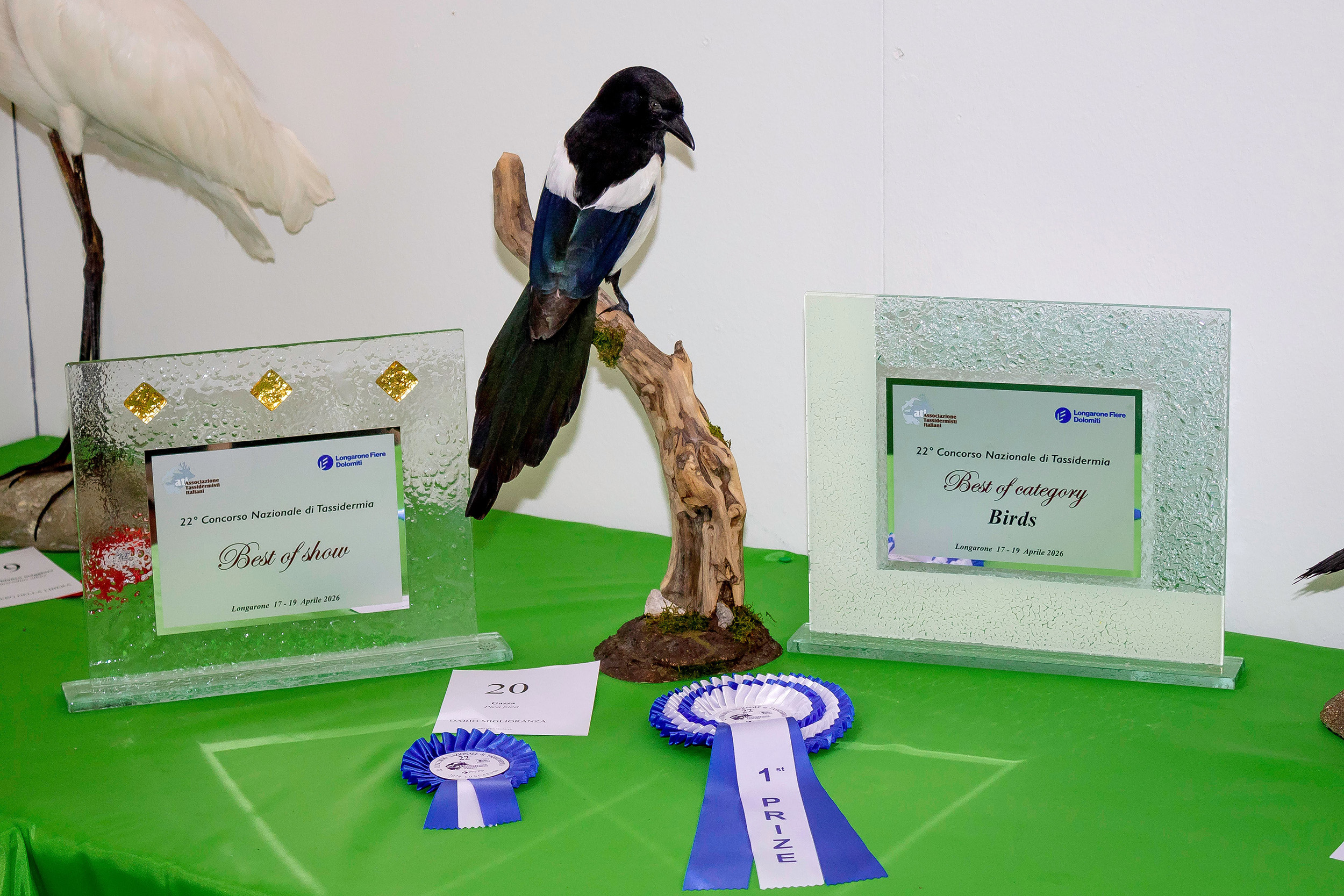 Primo premio uccelli e best show - 22 concorso nazionale di tassidermia 2026 a Longarone